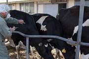 واکسیناسیون بیش از  4500 رأس گاو و گوساله علیه بیماری لمپی ‌اسکین
