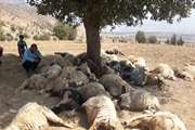 43 راس گوسفند بر اثر برخورد صاعقه در خانمیرزا تلف شدند