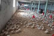طبق بررسی صورت گرفته از مرغداریهای شهرستان بن، جوجه ریزی در سالن های مرغداری با گواهی حمل های صادره مطابقت دارد