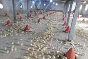 طبق بررسی صورت گرفته از مرغداریهای شهرستان کیار، جوجه ریزی در سالن های مرغداری با گواهی حمل های صادره مطابقت دارد