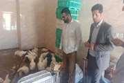 سعید نادری رئیس شبکه دامپزشکی شهرستان لردگان: نظارت و برخورد با عرضه کنندگان مرغ زنده در لردگان تشدید می‌شود.