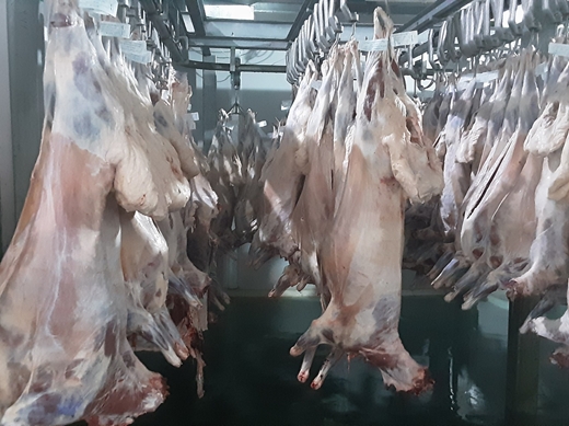 بازدید سرزده مدیرکل، معاون سلامت و مسئول روابط عمومی اداره کل دامپزشکی استان از کشتارگاه دامی بارده در شهرستان بن 