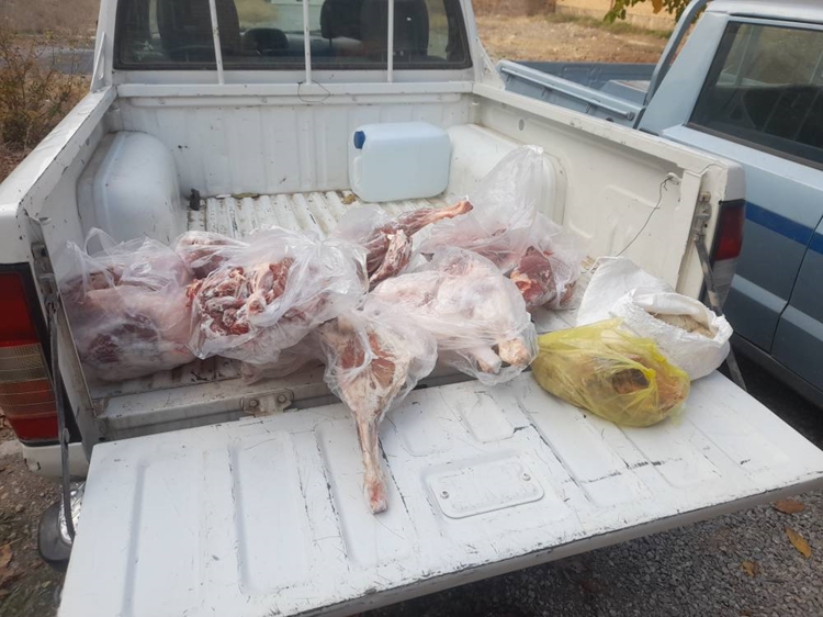 ضبط و معدوم سازی 80 کیلوگرم گوشت قرمز حاصل از کشتار غیرمجاز و تاریخ مصرف گذشته در شهرستان کیار 