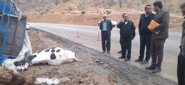 یک لاشه گاو به وزن 500 کیلوگرم در کشتارگاه لردگان حذف و معدوم گردید.